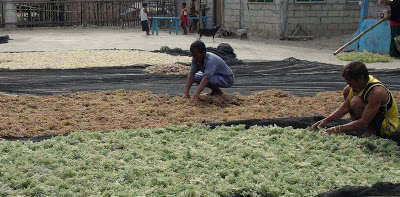 Lambda Carrageenan Supplier - Drying.jpg